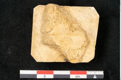 Foto (Detailansicht) von Ledum palustre L. (NHMW-GEO-2024-0188-11616)